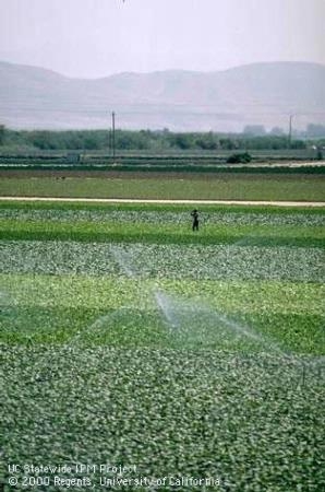 Lettuce irrigation.