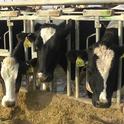 DNA from genetically engineered feed is not passed to milk or meat, according to research by UCCE specialist Alison Van Eenennaam.