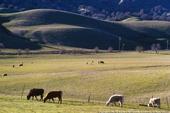 Beef grazing grassland.