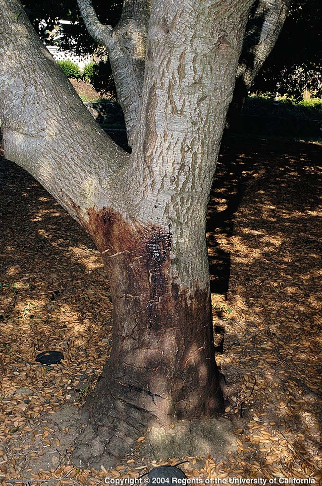 The most reliable early symptom of sudden oak death is dark sap exuding from trunk base, as on this coast live oak. (Photo: UC IPM)