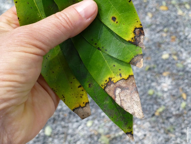 California bay laurel infected with Phytophthora ramorum, the pathogen that causes Sudden Oak Dealth.