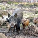 Wild pigs can cause serious environmental damage. (Photo: Silvia Duckworth, Wikimedia Commons)