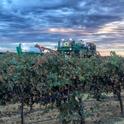 A stormy vineyard captured by California Winegrape Growers on Twitter, @CAWG_GROWERS.