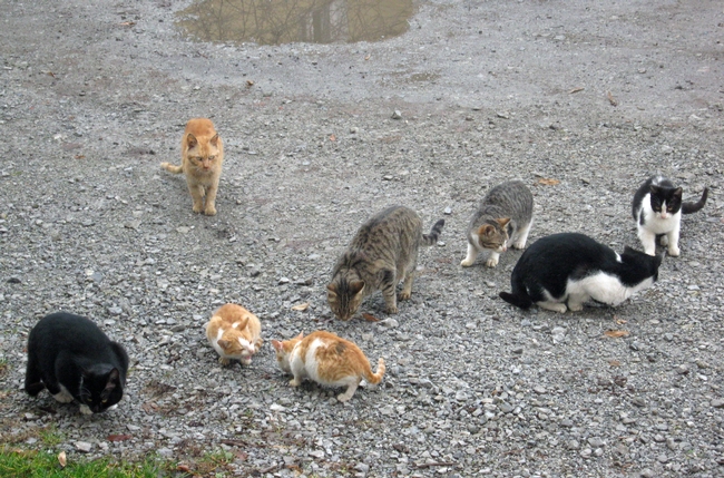 All outdoor cats can pose risks to wildlife. Above a herd of feral cats gather in a vacant lot. (Photo: Wikimedia Commons)