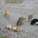 All outdoor cats can pose risks to wildlife. Above a herd of feral cats gather in a vacant lot. (Photo: Wikimedia Commons)