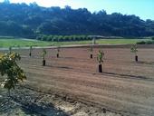 Avocados planted in a research plot at the UC Lindcove Research and Extension Center.