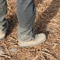 Boots on the ground where a former almond orchard stood. The shredded trees will be incorporated into the soil to build soil organic matter.