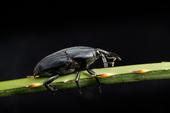 South American palm weevil can fly tens of miles in a day.