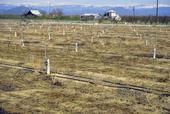 Weeds will compete with a new orchard for water, sun and nutrients, and interfere with harvest in mature orchards. Weeds in this orchard were killed with an herbicide.