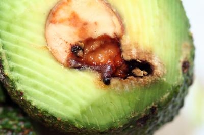 An avocado ruined by avocado seed moth.