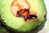 An avocado ruined by avocado seed moth.