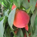 The Elegant Lady peach is one of many excellent varieties that are produced in abundance by California peach growers.