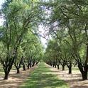 UCCE advisor Blake Sanden conducted trials in an almond orchard like this one to confirm data produced by Ceres Imaging.