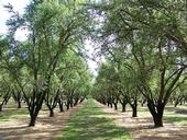 UCCE advisor Blake Sanden conducted trials in an almond orchard like this one to confirm data produced by Ceres Imaging.