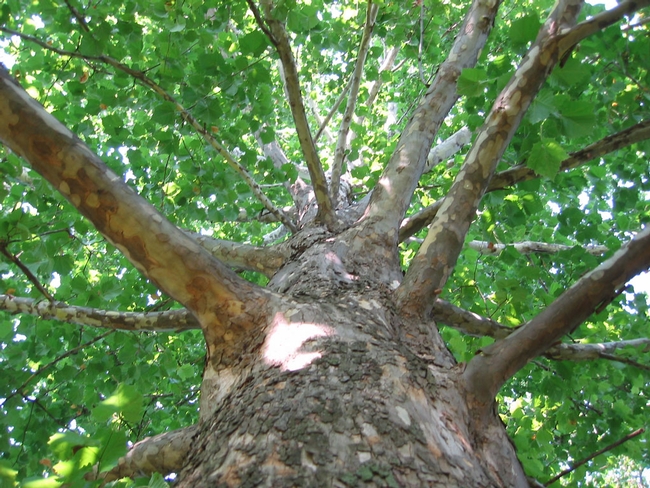 Sycamore trees are particularly susceptible to the ravages of polyphagous shot hole borer. These majestic trees provide shade, clean the air, and protect water - valuable ecosystem services that are lost when a pest kills the tree.