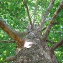 Sycamore trees are particularly susceptible to the ravages of polyphagous shot hole borer. These majestic trees provide shade, clean the air, and protect water - valuable ecosystem services that are lost when a pest kills the tree.