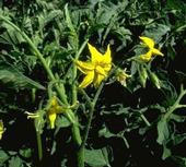 Tomato flowers and potato flowers look similar.