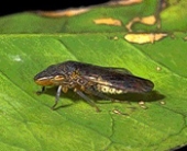 A GWSS poses on a leaf.