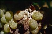 Vine mealybug feeding destroys grape clusters and spreads viruses.