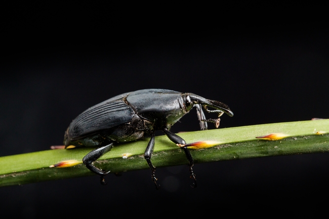 South American palm weevil. (Photo: Center for Invasive Species Research)