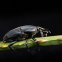 South American palm weevil adult. (Photo: Center for Invasive Species Research)