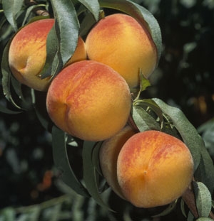 Fruit Dynamics maintains an extensive tree fruit database.