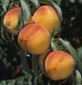 Fruit Dynamics maintains an extensive tree fruit database.
