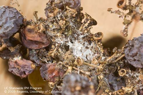 Feeding damage by European grapevine moth larva.