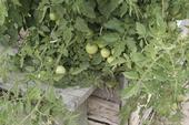 Homegrown tomatoes can be fully ripened on the vine.