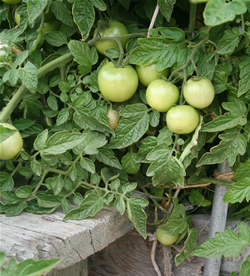 Most California tomatoes are not yet ready to be harvested.