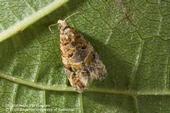 European grapevine moth.