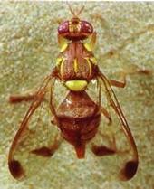 Melon fruit fly is about the size of a house fly.