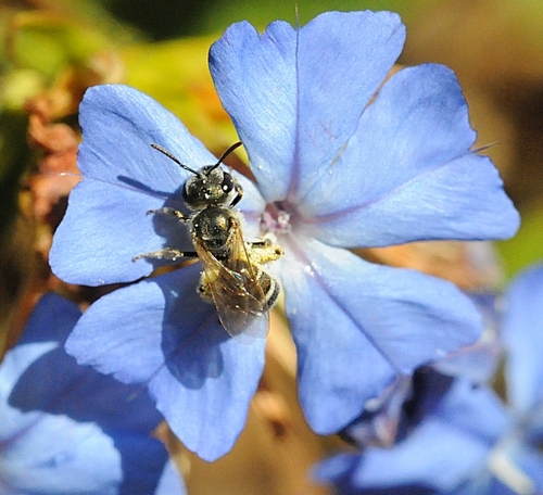 The new Modesto garden will attract native pollinators, such as this sweat bee. (Photo: K. Garvey)