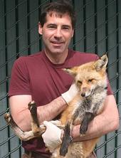 UC Davis wildlife genetics researcher Ben Sacks holds a native Sacramento Valley red fox.