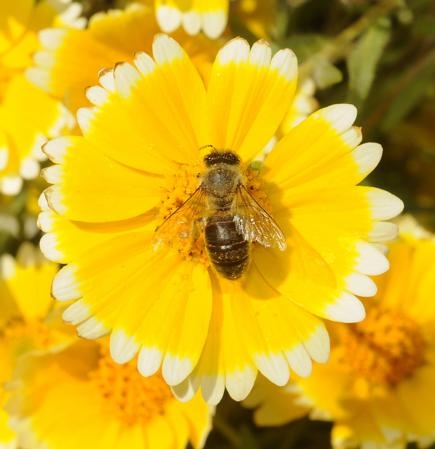 Honey bee on tidy tips, a native California wildflower. (Photo by Kathy Garvey)