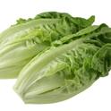 Officials believe romaine lettuce contaminated with E. coli O157:H7 is responsible for recent illnesses and two deaths in the U.S. and Canada. (Photo: Creative Commons 3 - CC BY-SA 3.0)
