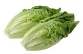 Officials believe romaine lettuce contaminated with E. coli O157:H7 is responsible for recent illnesses and two deaths in the U.S. and Canada. (Photo: Creative Commons 3 - CC BY-SA 3.0)