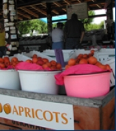 Apricots are featured in Patterson.