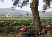 An 'urban edge' near Monterey. (Photo: California Agriculture journal)