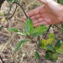 Mottling and yellowing of leaves is a symptom of huanglongbing disease in a citrus tree. HLB is incurable and the tree will eventually die.
