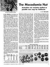 A 1954 UC article suggested macadamias could be a viable new crop for California.