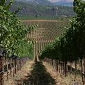 California winemakers are concerned about new Chinese tariffs on wine imports, even though per capita consumption of wine in the country remains low. 'It's all about the future,' say UC ANR experts. (Photo: UCCE Mendocino County)