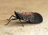 Spotted lanternfly. (Photo: Wikimedia Commons)