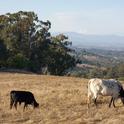 Targeted cattle grazing can reduce fire risk and help maintain natural resources.