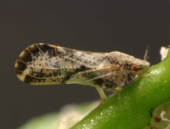 Asian citrus psyllid