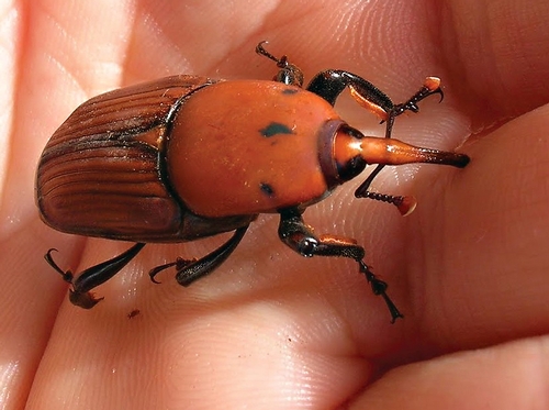Red palm weevils are quite large and have a slender snout.