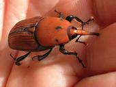 Red palm weevils are quite large and have a slender snout.