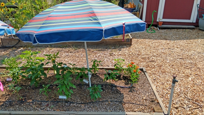 A patio umbrella can be used to shade plants during a heat wave. (Photo: Wendy Powers)