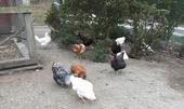 Raising backyard poultry is increasing in popularity.