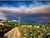 Grapes are particularly to smoke taint when growing close to a wildfire. (Photo: Facebook.com/CalFire)